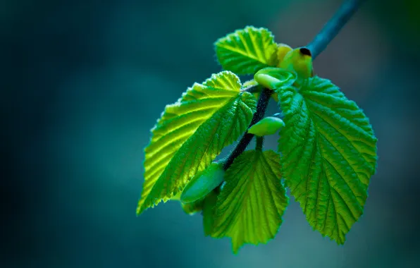 Macro, branches, foliage, spring