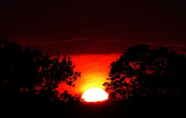 Picture the sky, the sun, trees, sunset, clouds, silhouette