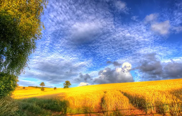 Field, clouds, trees, nature, hills, harvest