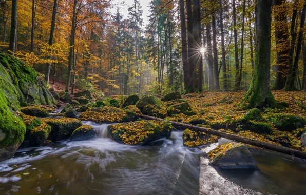 Picture autumn, forest, trees, stream, stones, moss, Germany, Bayern