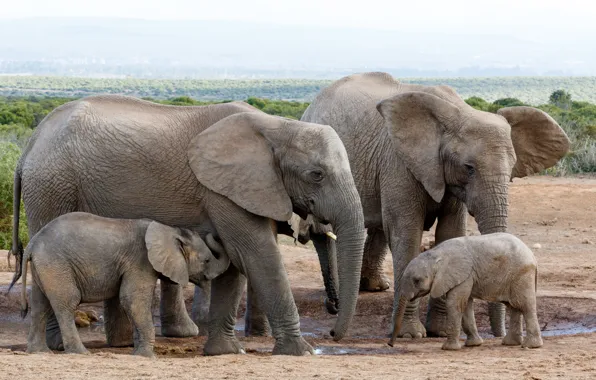 Picture young, elephants, stove