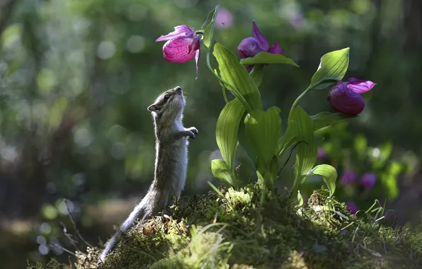 Flowers, nature, Chipmunk, Yevgeny Levin