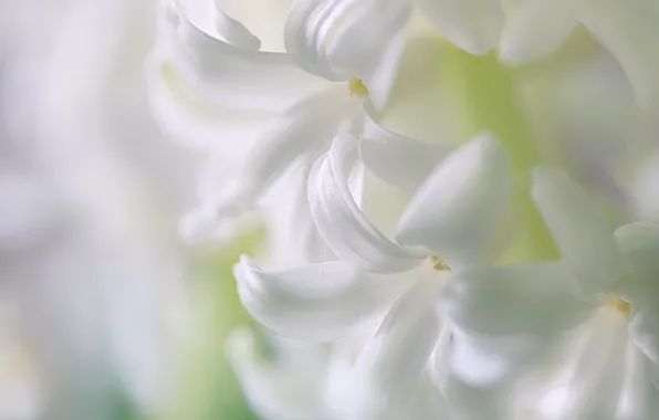 Macro, petals, hyacinth, inflorescence
