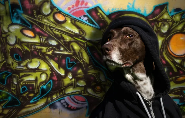 Picture look, wall, graffiti, dog, hood