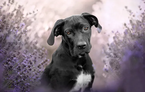 Picture look, face, dog, lavender, Cane Corso