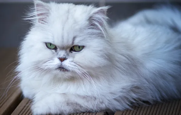 Cat, eyes, look, wool