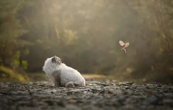 Cat, cat, look, light, nature, Park, stones, bird