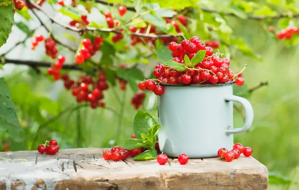 Greens, summer, leaves, branches, nature, berries, Bush, harvest