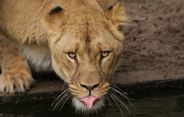 Picture look, lioness, drink