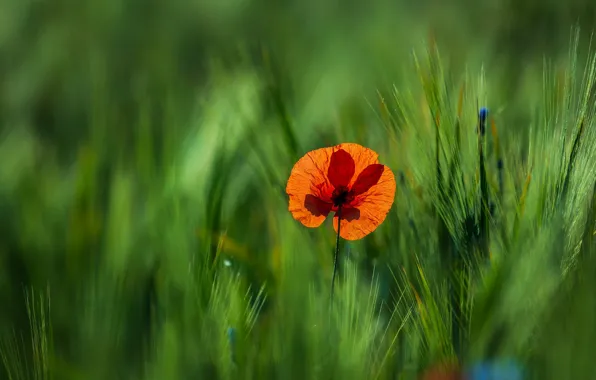 Flower, red, Mac, rye, Maki, ears, rye field
