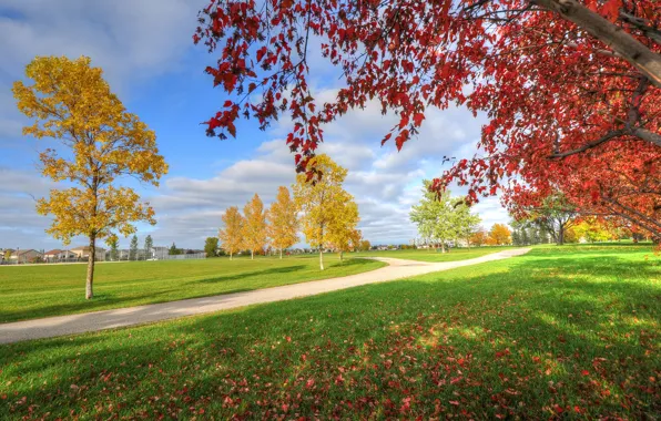 Picture autumn, the sky, grass, trees, Park, home, track