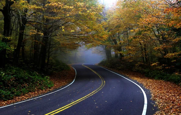 Picture road, autumn, forest, asphalt, nature, fog, foliage