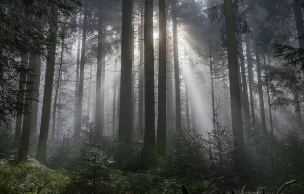 Forest, trees, nature, rays of light