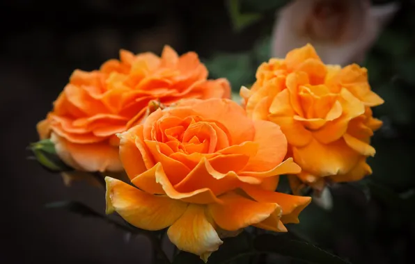 Roses, petals, orange, trio