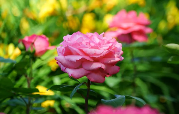 Picture leaves, flowers, roses, blur, garden, pink, bokeh