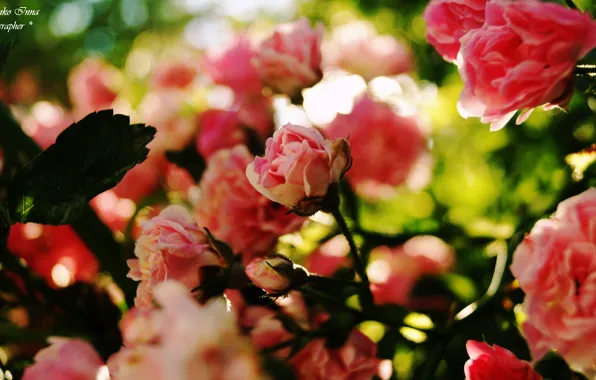 Pink, roses, Ukraine