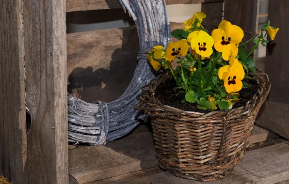 Flowers, background, Board, yellow, pot, wooden, box, Pansy