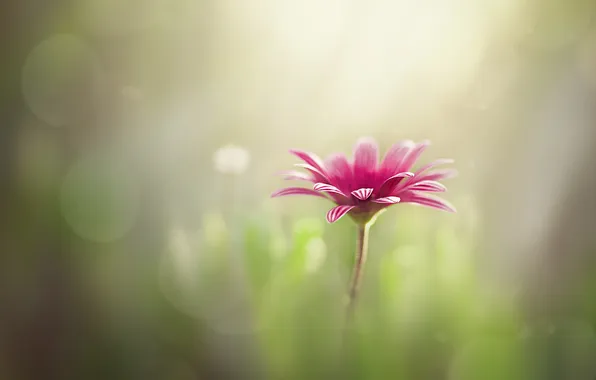 Flowers, nature, spring