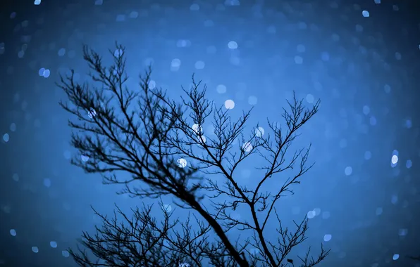 The sky, stars, night, nature, tree, Nochnoe the sky, Nochnoe bokeh