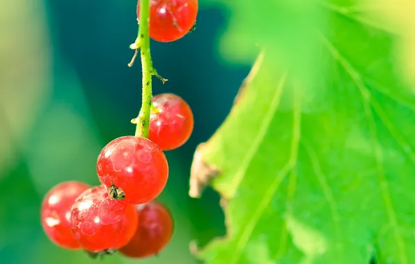 Greens, macro, sheet, Rosa, red, Currants