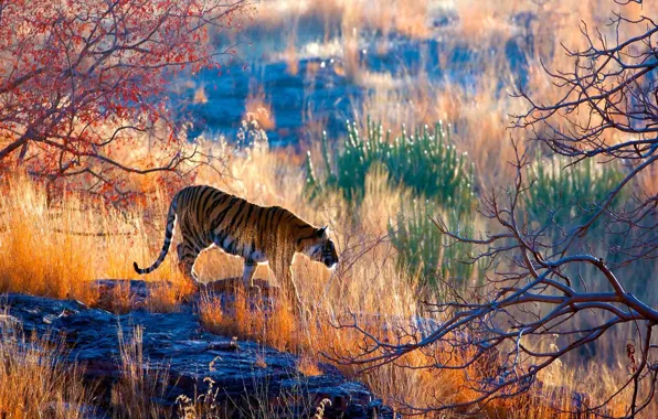 India, Bengal tiger, India, wildlife, Rajasthan, Bengal tiger, Rajasthan, Ranthambore Indian National Park