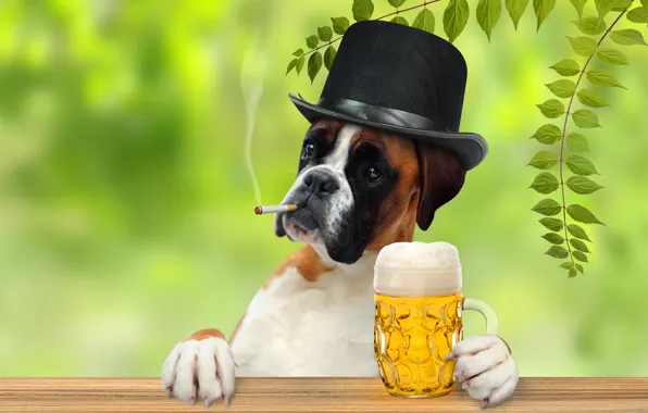 Picture leaves, branches, beer, humor, hat, paws, cigarette, mug