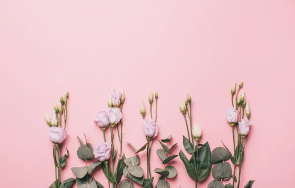 Picture flowers, background, eustoma