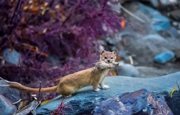 Picture mountains, stones, mouse, hunting, weasel, mining, The Himalayas, ferret