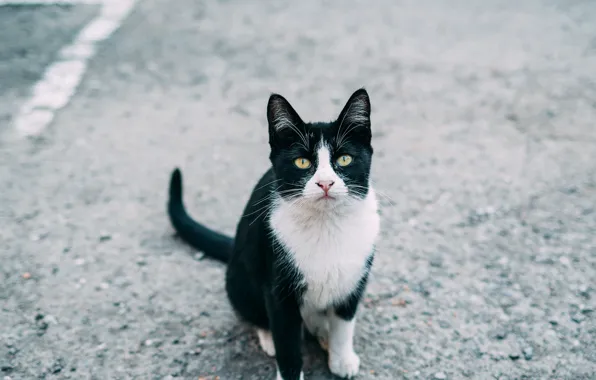 Cat, look, Kota