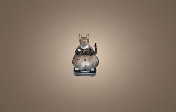 Cat, cat, animal, minimalism, sitting, Libra, cat, thick