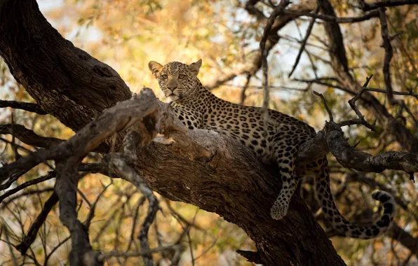 Predator, leopard, cub, wild cat, on the tree