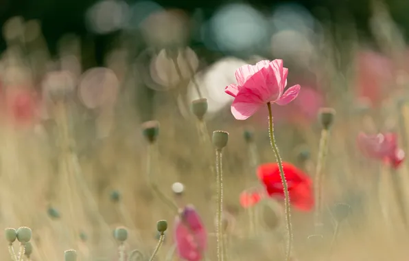 Picture field, summer, light, flowers, red, nature, glare, glade