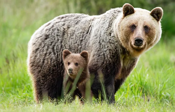 Picture grass, look, close-up, two, baby, bear, pair, bear