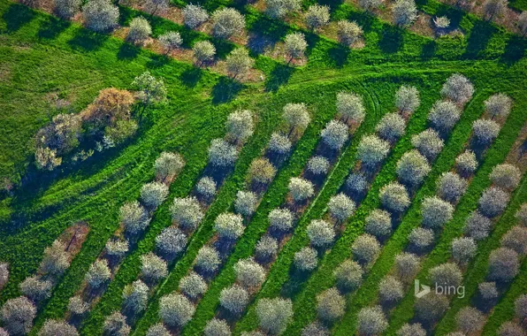 Picture grass, trees, spring, Michigan, panorama, USA, the cherry orchard, Mason County