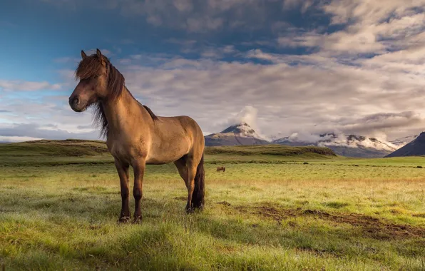 Picture the sky, nature, horse