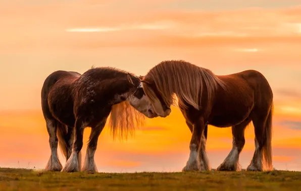Field, the sky, nature, pose, horse, dawn, horse, horses