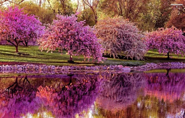 Forest, nature, Park, river, photo, Sakura