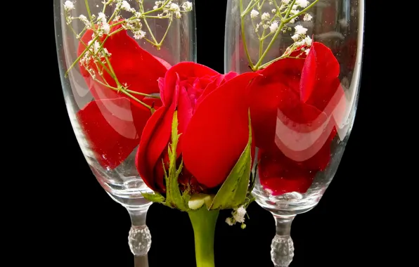 Picture flower, flowers, nature, glass, rose, petals, Bud, glasses