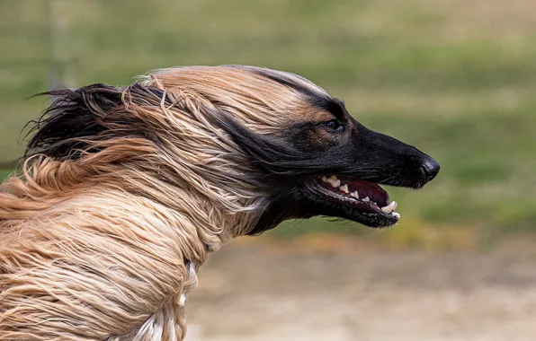 Picture dog, the Afghan hound, Afghanistan