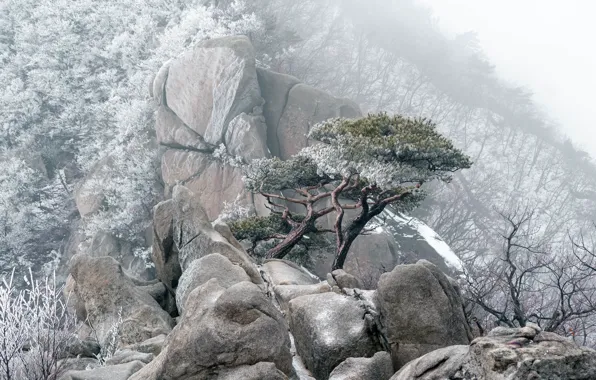 Picture winter, frost, forest, snow, trees, mountains, branches, fog