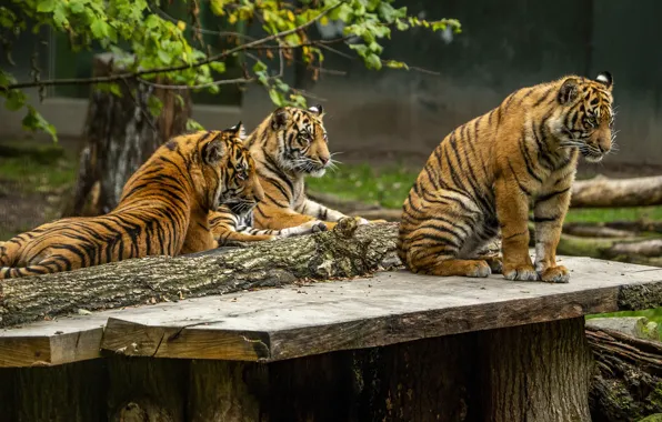 Look, Board, tigers, trio, the cubs, zoo, tiger, poses