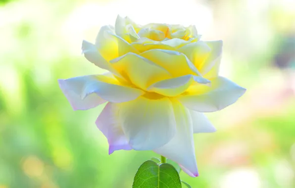 Flower, macro, rose, white, light background, yellow, bokeh