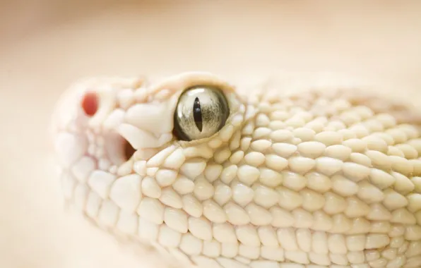 Eyes, Snake, scales