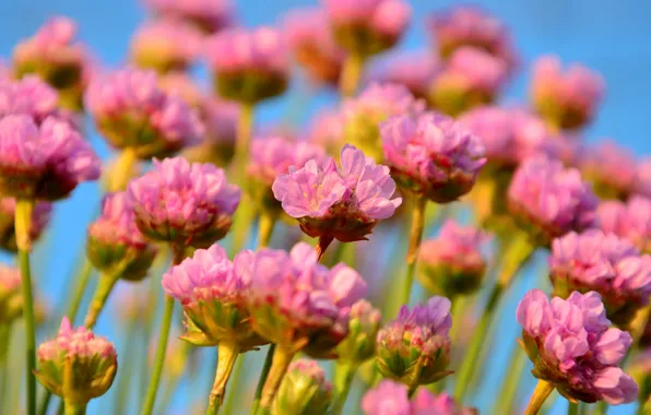 Macro, inflorescence, Seaside thrift