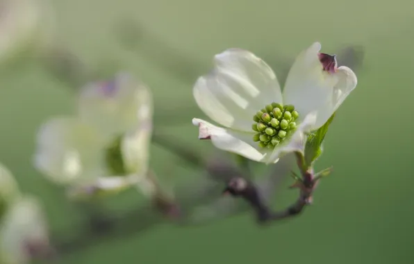 Flowers, nature, background