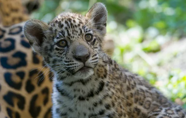 Picture face, kitty, predator, Jaguar, cub, wild cat