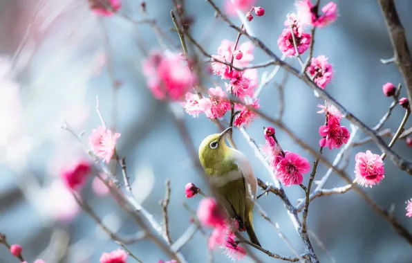 Flowers, branches, nature, bird, spring, pink, bird, flowering