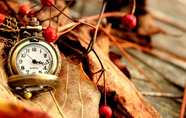 Picture autumn, leaves, berries, watch, dry, red, pocket