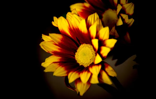 Macro, light, flowers, bright, yellow, petals, black background, orange