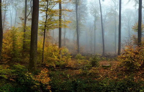 Picture autumn, forest, nature, fog